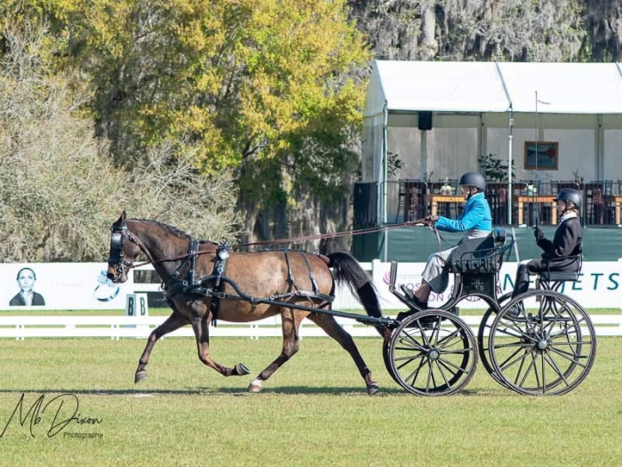 Dale Dedrick, M.D., driving a black carriage being pulled by a brown horse. It is a sunny day, and they are on a grassy area.