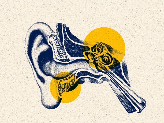 drawing of inside ear canal