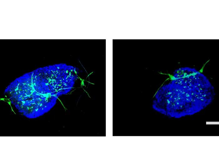blue image side by side glowing on black background with some green 