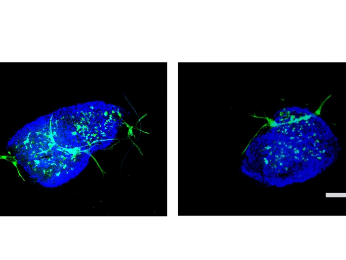 blue image side by side glowing on black background with some green 
