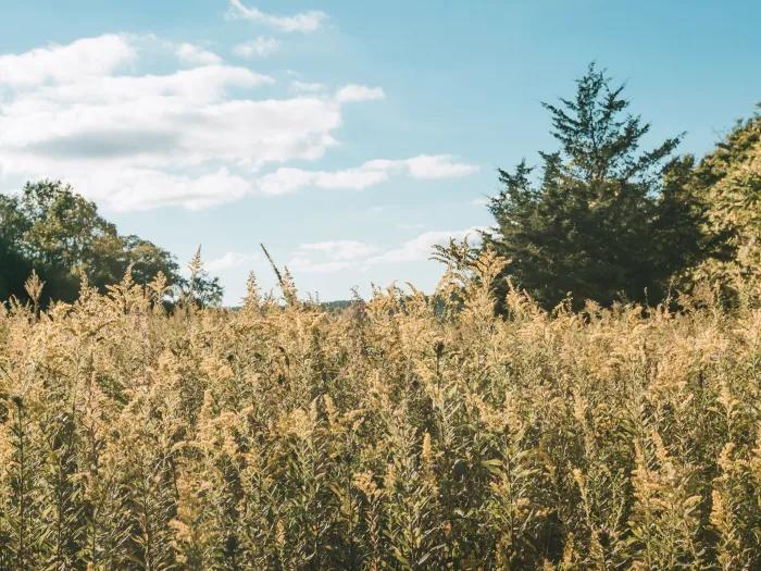 image of an outside green field during summer with blue skies