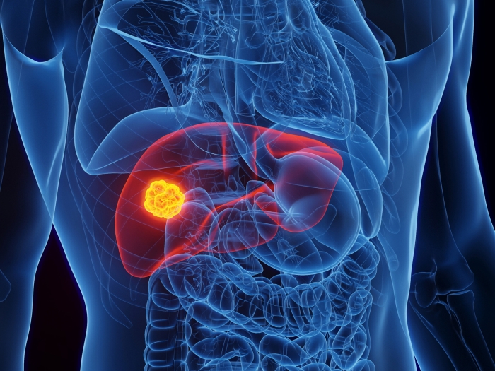 see through human body in blue on black background with organ lit up red 