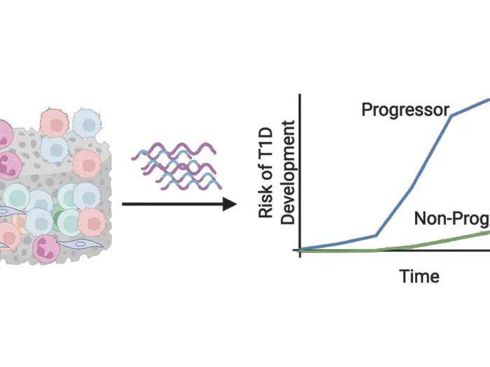 risk of T1D development progessor non-progressor time