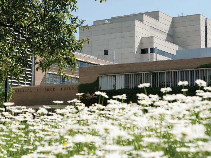 A field of daisies are in the foreground of the Medical Science Building.