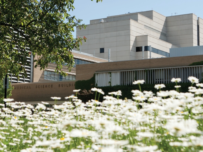 A field of daisies are in the foreground of the Medical Science Building.