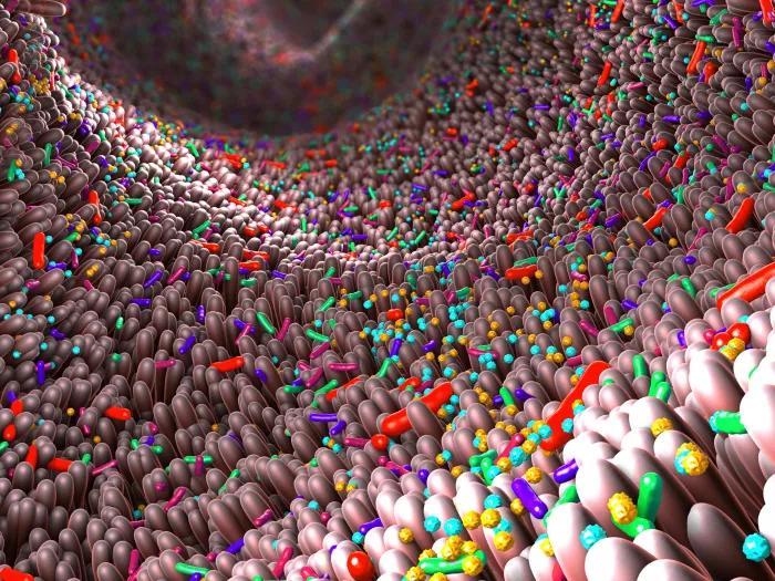 particles forming colorful in intestines