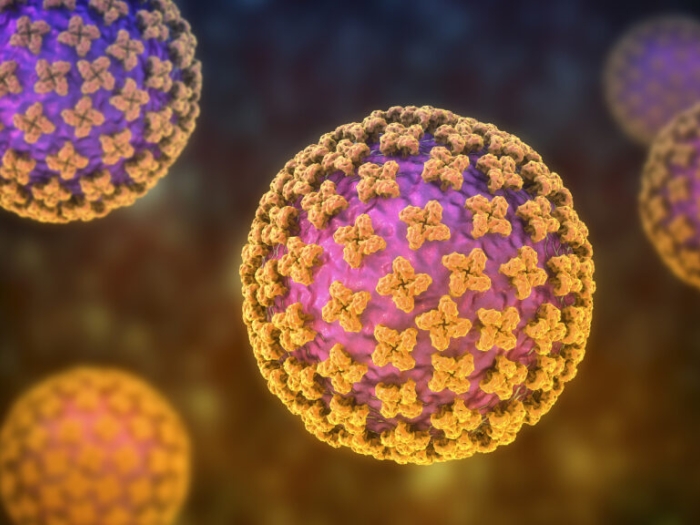 Computer illustration of hantavirus particles 