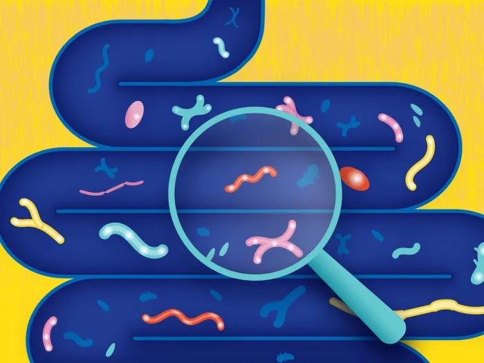 microbes inside gut yellow 