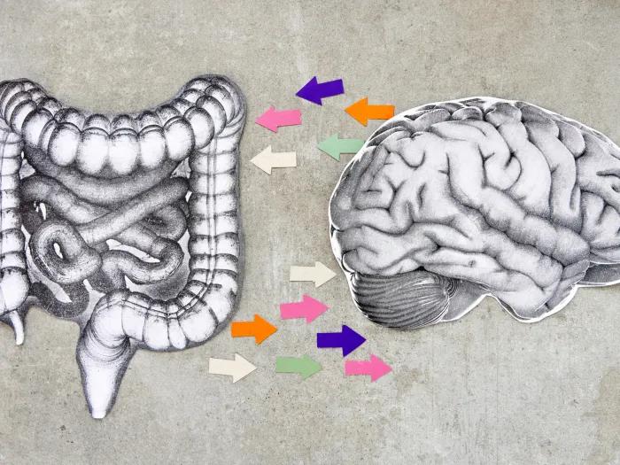 brain and stomach lining directions pointing