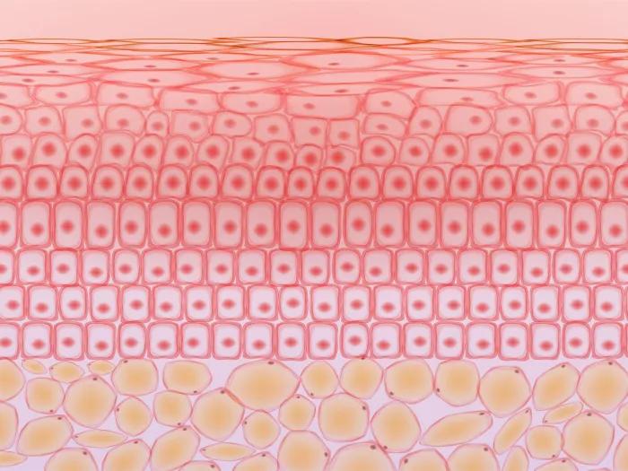 layers of skin pink to yellow