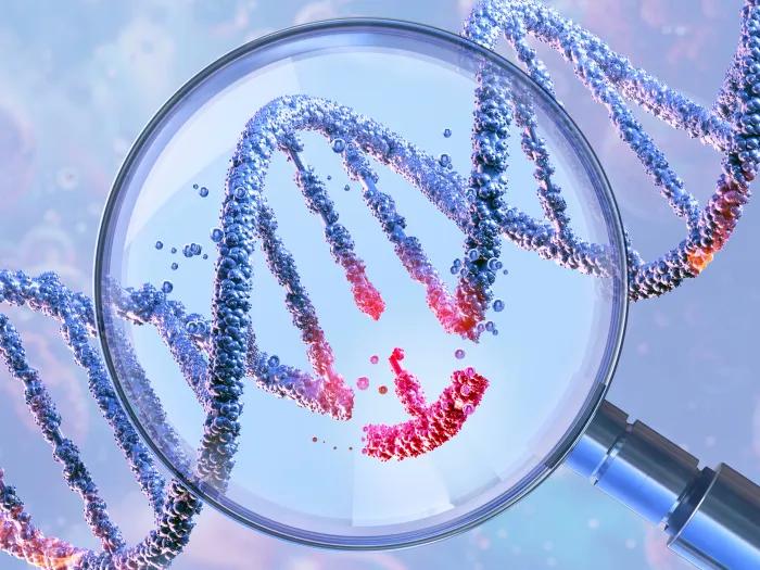 Gene editing, conceptual illustration. DNA (deoxyribonucleic acid) double helix under a magnifying glass