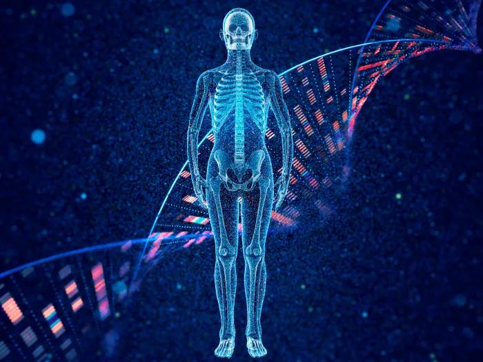 A stylized digital image of an X-ray of a human skeleton superimposed on a strand of DNA