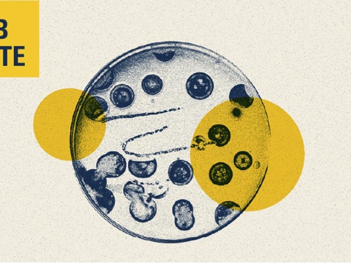 Bacteria image