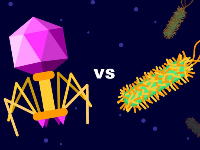 Bacteriaphage vs bacterium