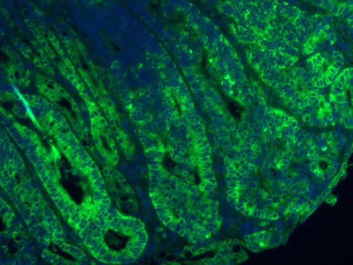 Blue green cell microscopic amino