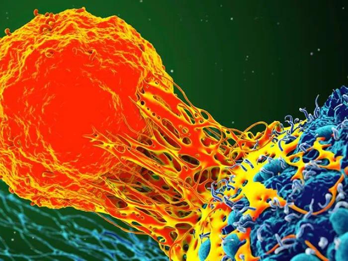 cancer cell in orange under microscope