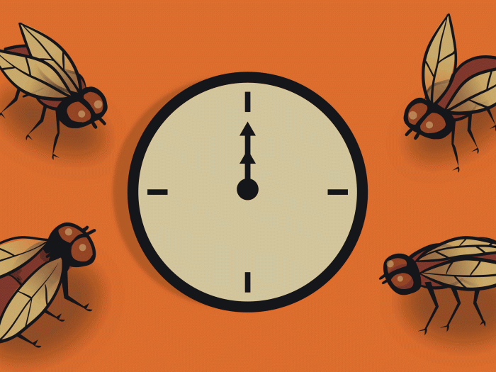 fruit flies around a clock moving in orange and brown 