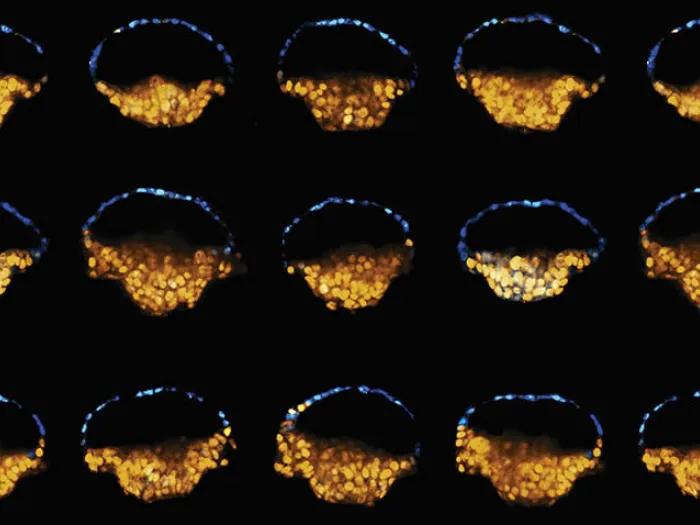 Embryo-like Structures