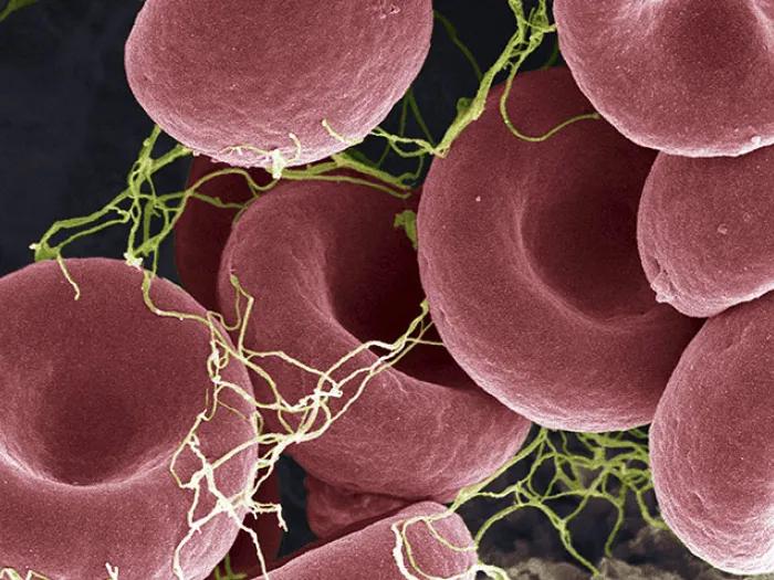 Blood Cells