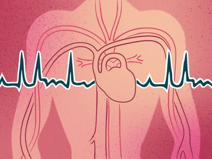 heart arteries veins pulse pink line across