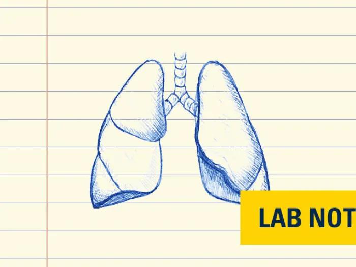 lungs drawn in blue ink with lab note written on bottom right with yellow background and blue text