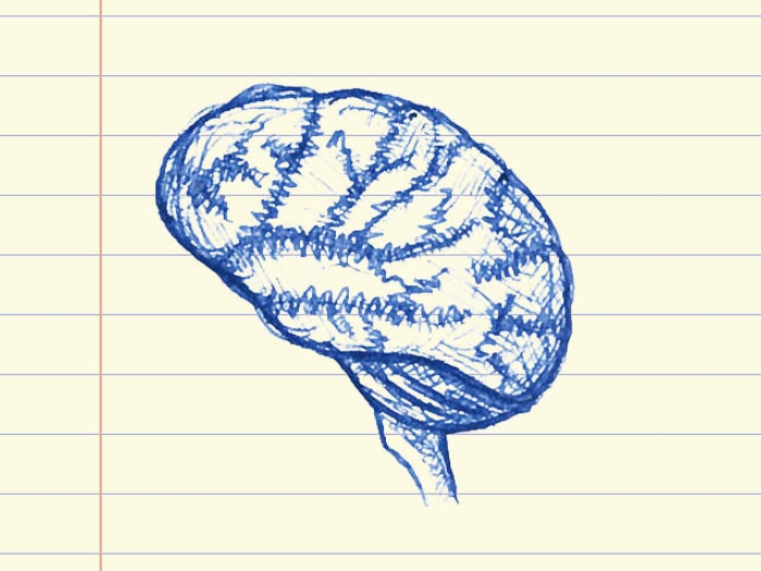 drawing of a brain in blue ink on lined note paper