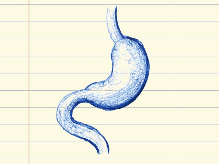 Stomach drawing on lined note paper