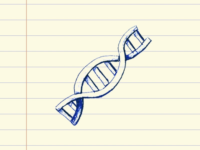 drawing of gene on notebook paper