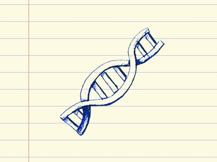 drawing of DNA on paper