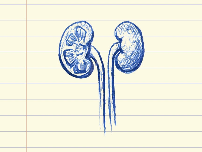 drawing of kidneys on lined paper