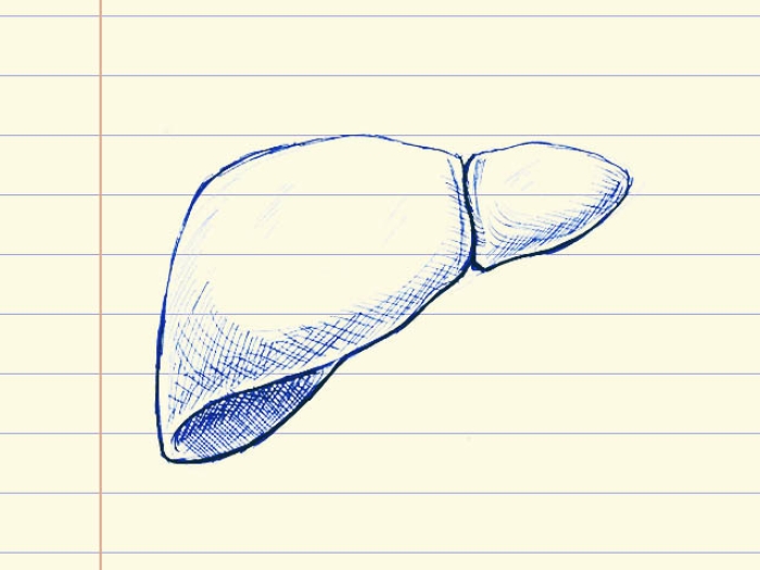 drawing of a liver