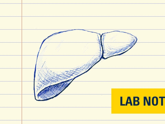 drawing of liver on lined paper in blue ink with a yellow badge with blue font on bottom right that says lab note