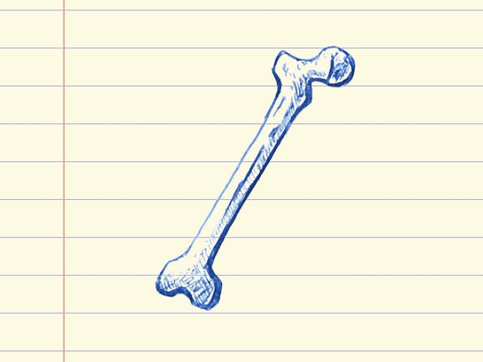 drawing of a bone