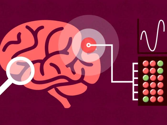 Brain