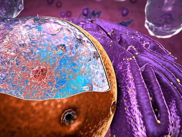 microscopic cell nucleus ribosomes purple