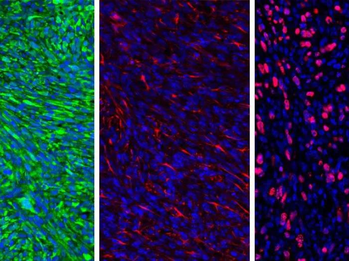 microscopic nanoparticle colorful cellular inhibitor