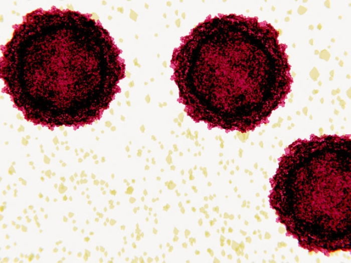 Microscopic red polio cells virus
