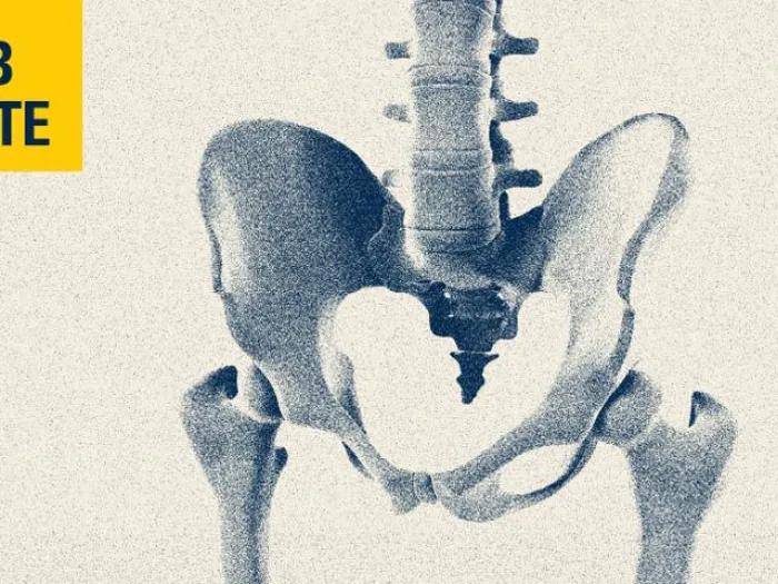 pelvis