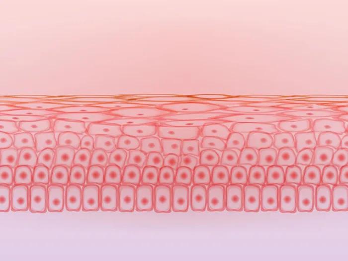 graphic of pink orange skin tissue cell