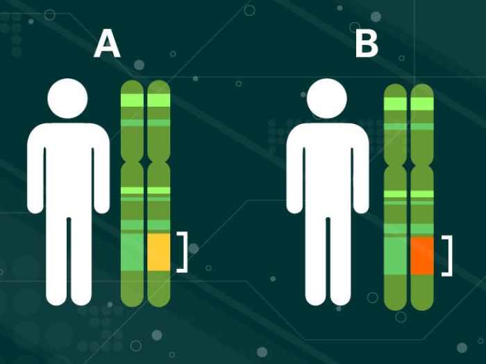 white figured person standing next to a polygenetic risk score labeled A in green with a yellow dot and another person standing next to one labeled b with a red dot. 
