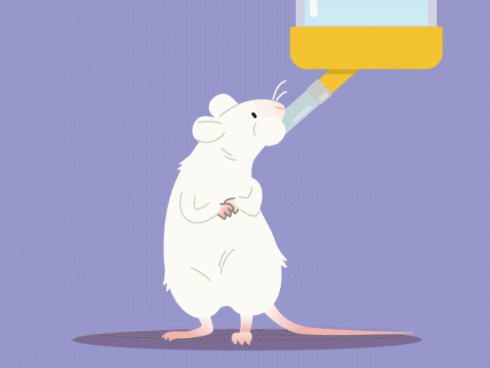 white mouse drinking water on purple background