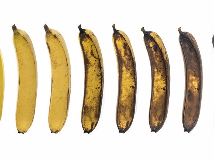 Bananas aging from yellow to brown