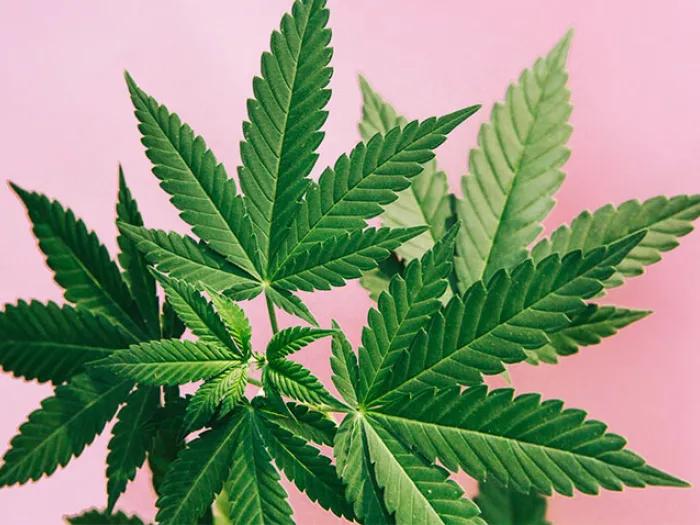 cannabis green pink baxckground