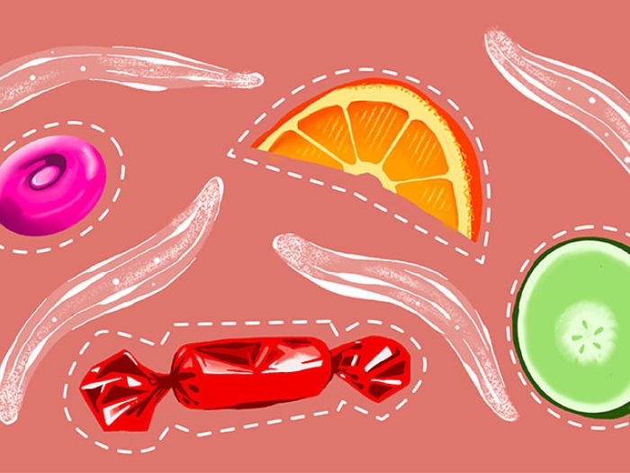 food candy worm fruit
