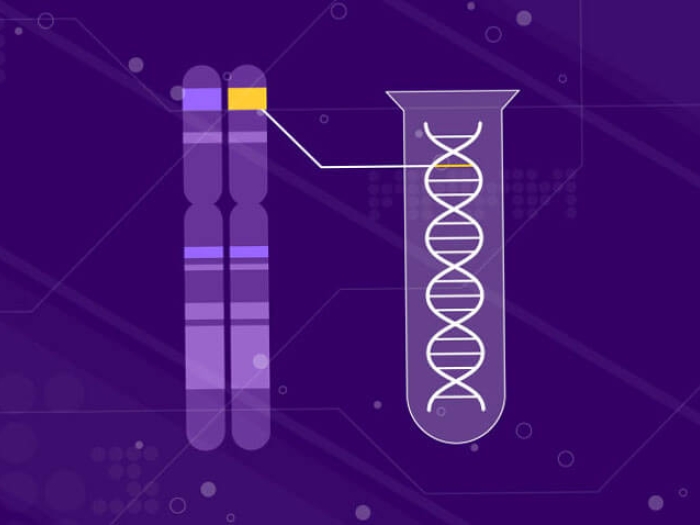 Genetic testing DNA chromosomes 3