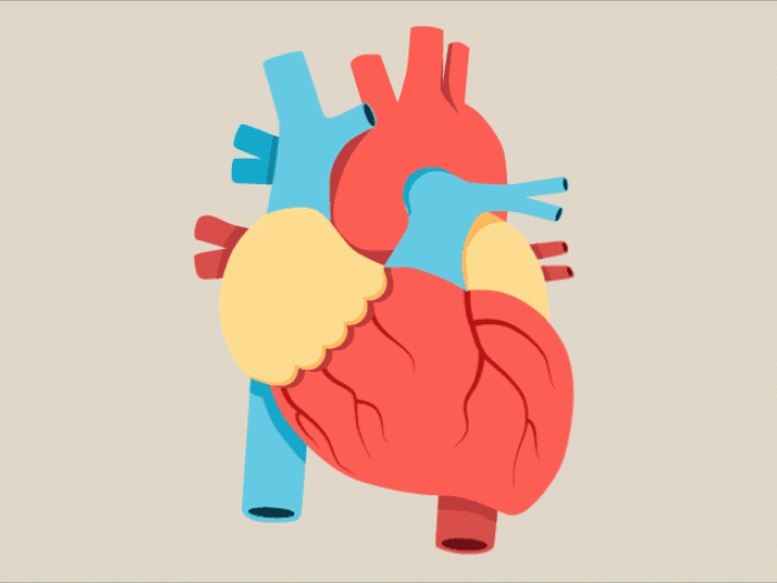 Anatomy of heart beating
