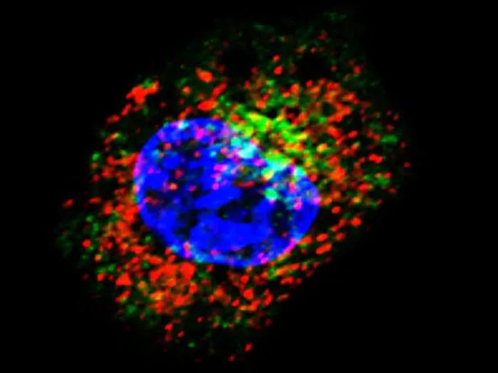 Interaction between STC1 and CRT within a cell