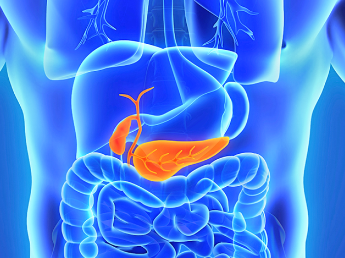 Orange pancreas shown inside a blue body outline 