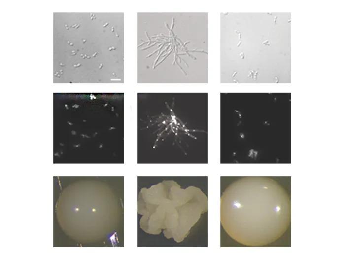 white bacteria under microscope