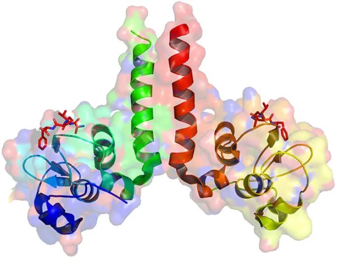 xiap image